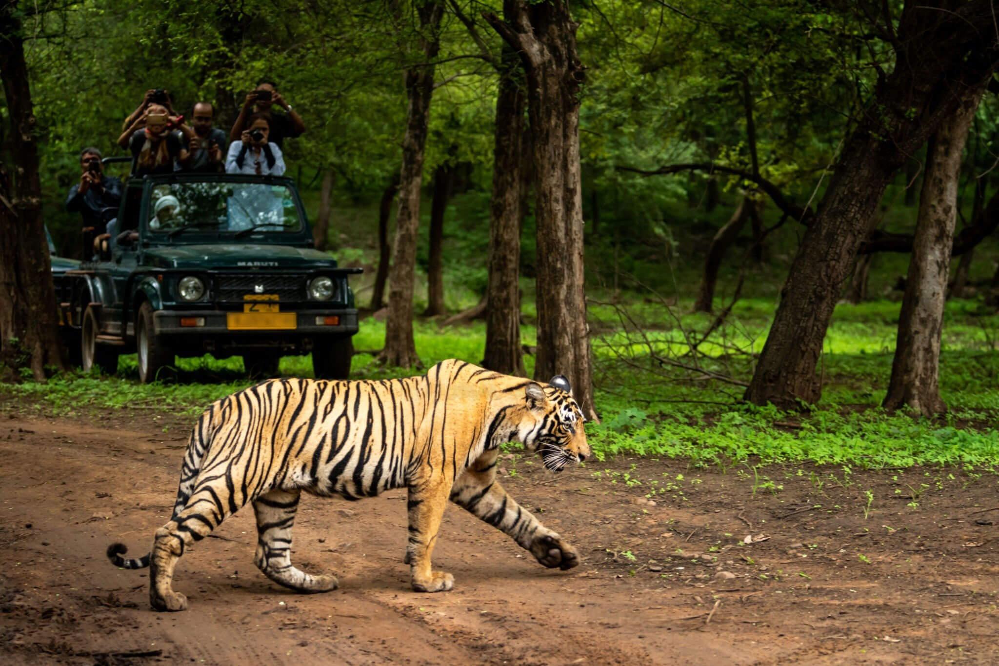Safari